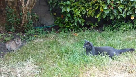 Cute cats playing and running