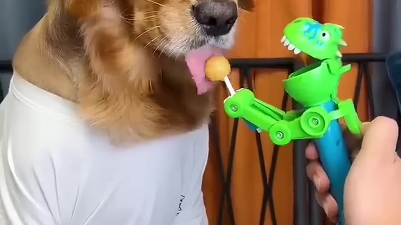 Dog Just because Im goodnatured doesnt mean I wont bite funny dog videos😋😛😅