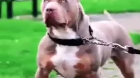 Pitbull dog#short