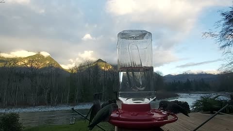 Hummingbirds, Gold Bar, Washington