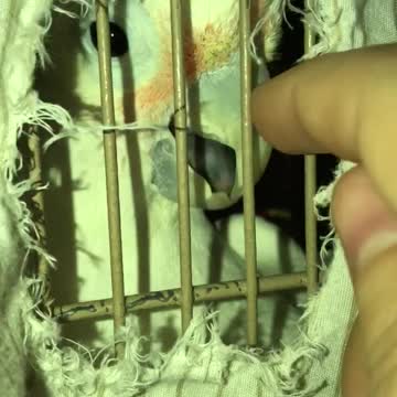 Gizmo the cockatoo playing peekaboo