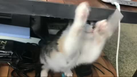 #VERY FUNNY CAT