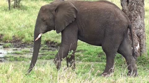 The most beautiful elephants and how they live in the jungle