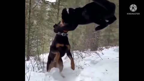 Tiger vs dog fight 😳| AWW tiger fight | black tiger | dog fight