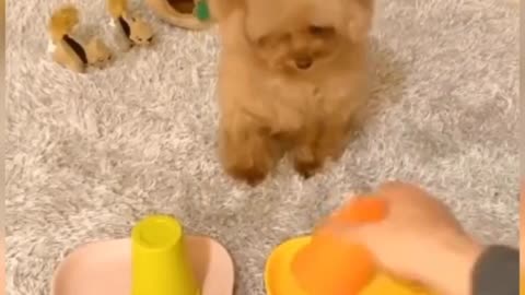 Baby Dog - Cute funny Videos Compilation