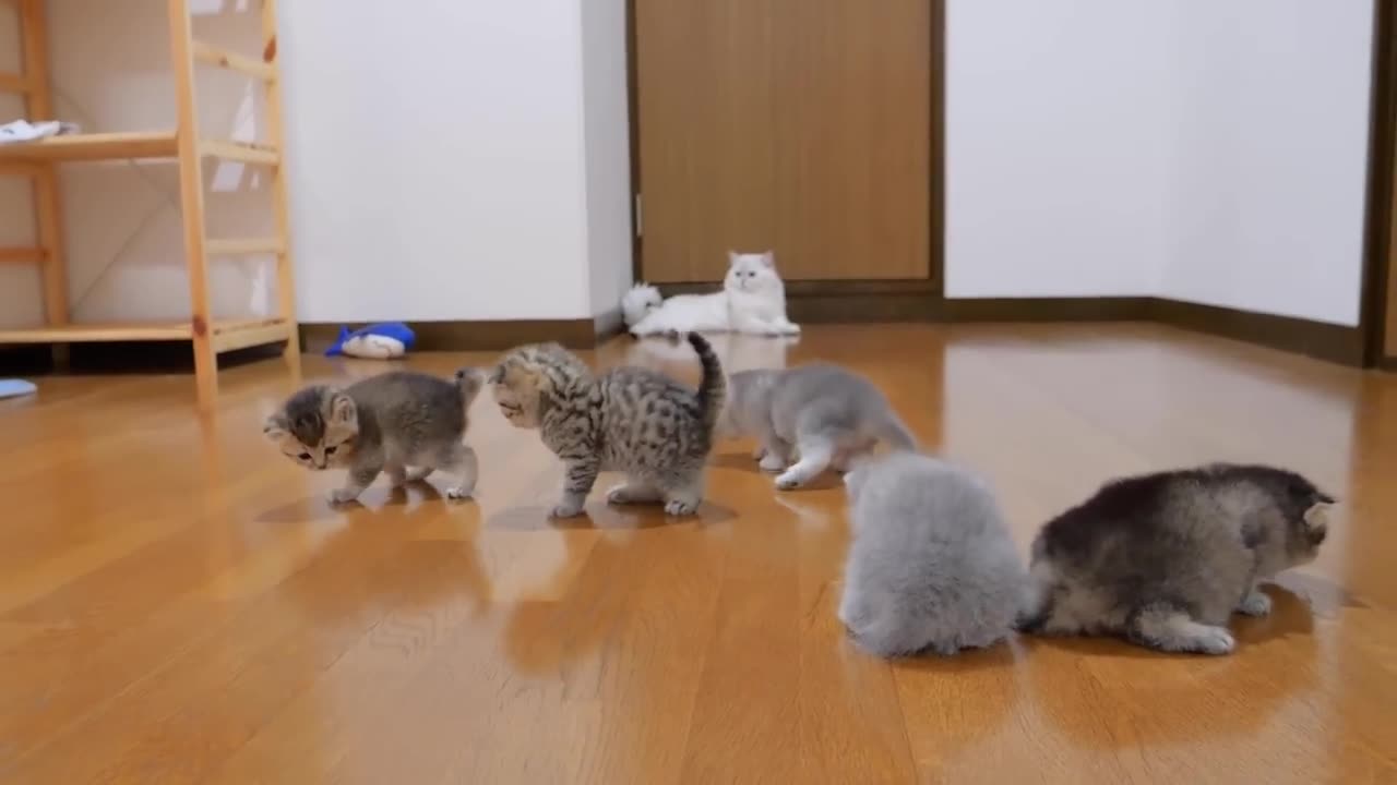 Cats