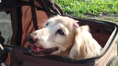 Oh, the dog put in the post, watch his reaction