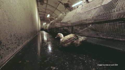 Foie gras : l’horreur dans un élevage de canards reproducteurs