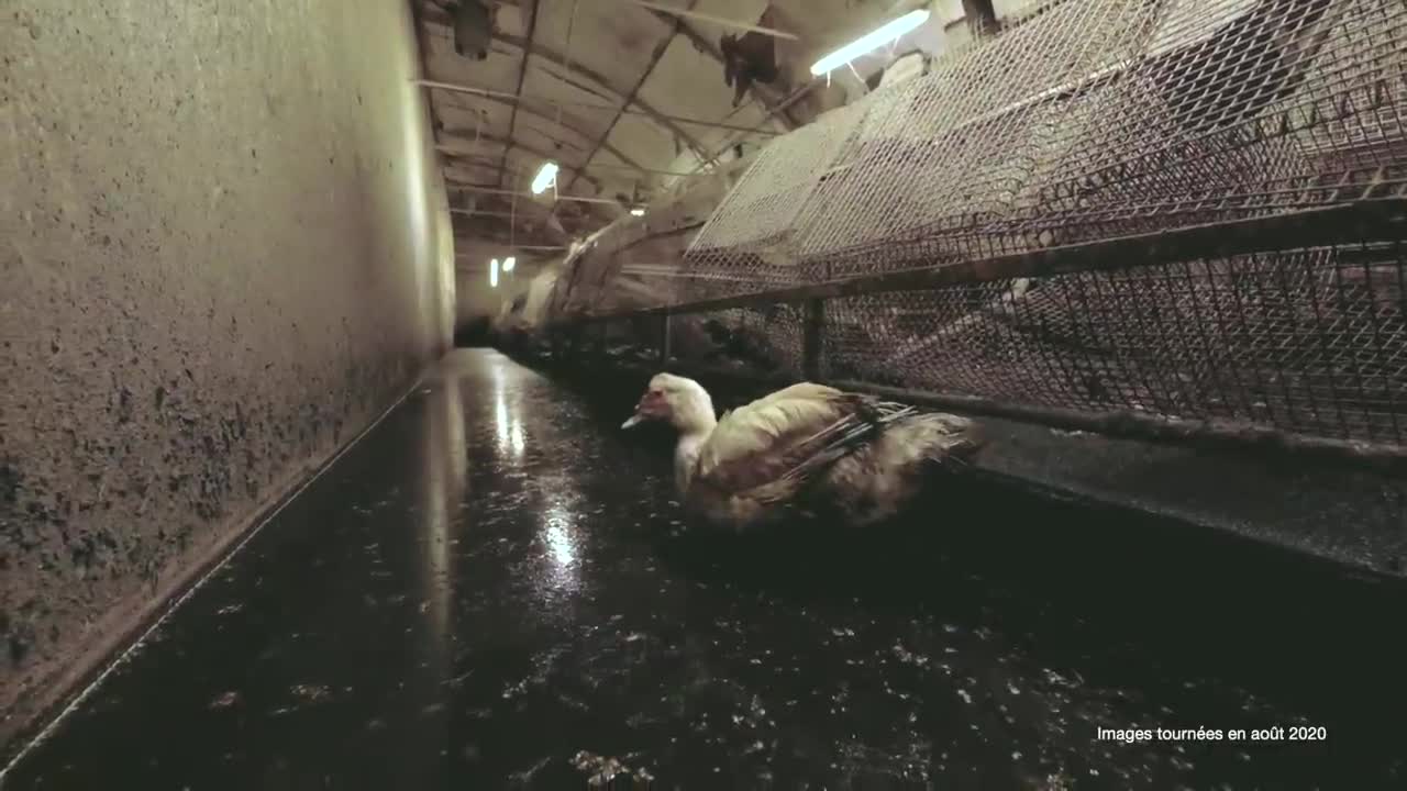 Foie gras : l’horreur dans un élevage de canards reproducteurs