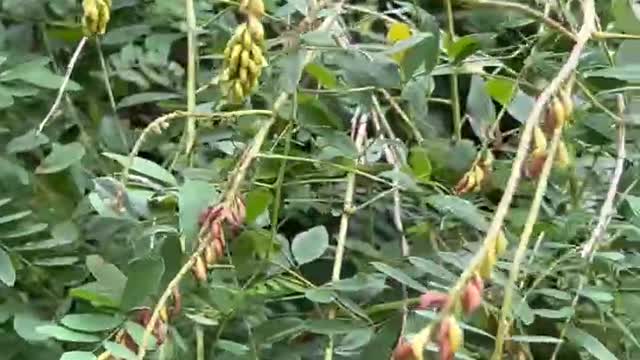 There are many beans growing on the tree