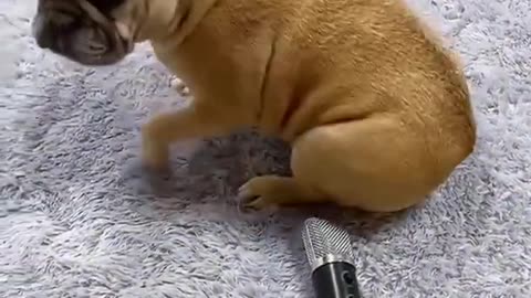 Cute dog's video