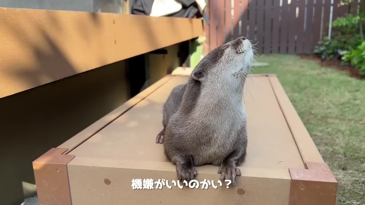 Otter basking in the sun