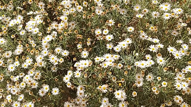 Spring and its beauty with its flowers