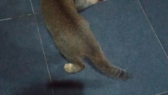 Cat vs coro