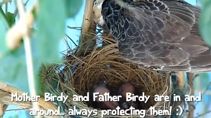 Story of a baby bird | inspirational video and audio | first flight of life journey.