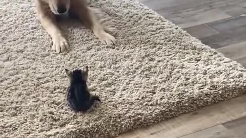 _ Best #funny Cute Cats #shorts Video🤣_ #trending #animals #reels