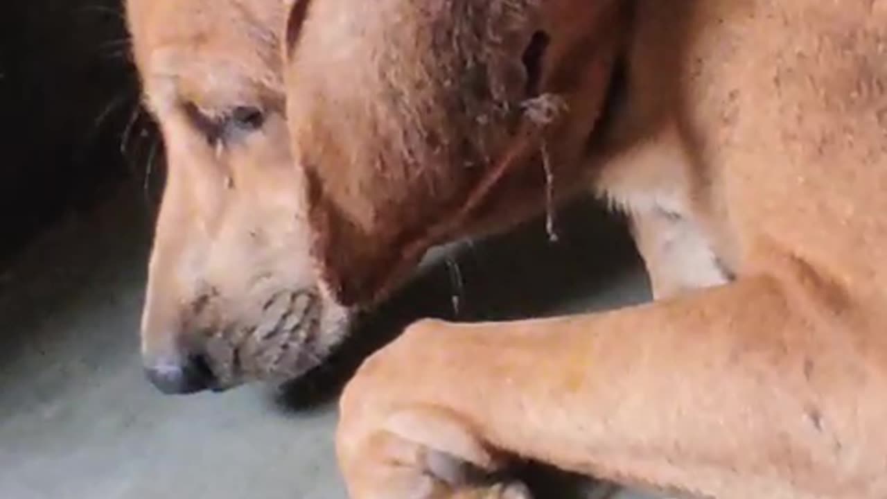 Wounded Mother Dog #cat #dog #catlover #doglover #animals #pets #instastrays
