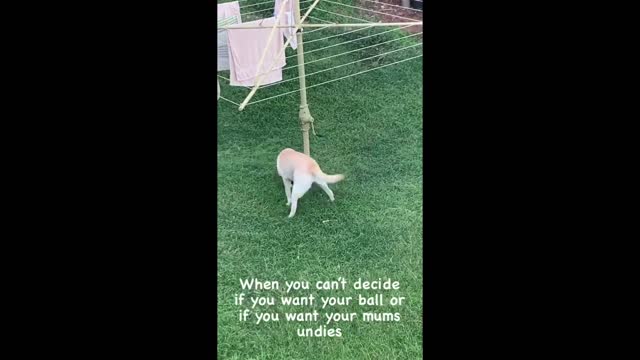 Labrador dog funny