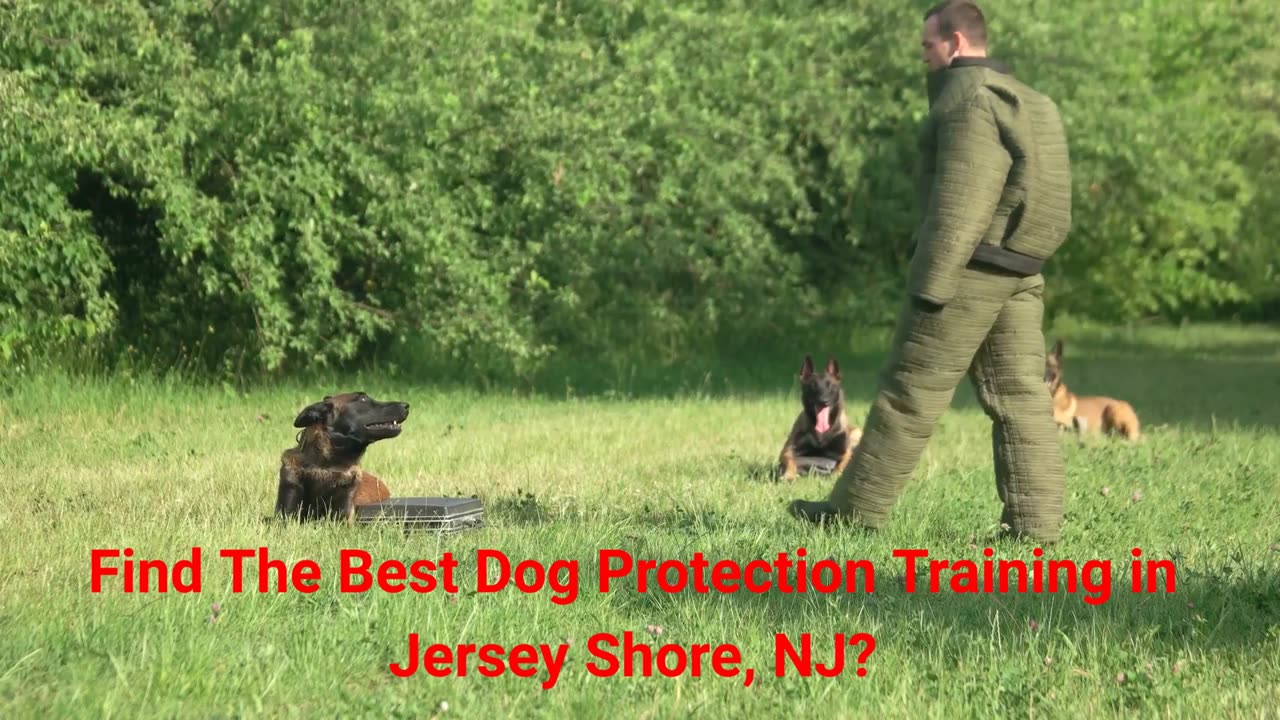 Jersey Shore Canine, LLC. - Dog Protection Training in Jersey Shore, NJ