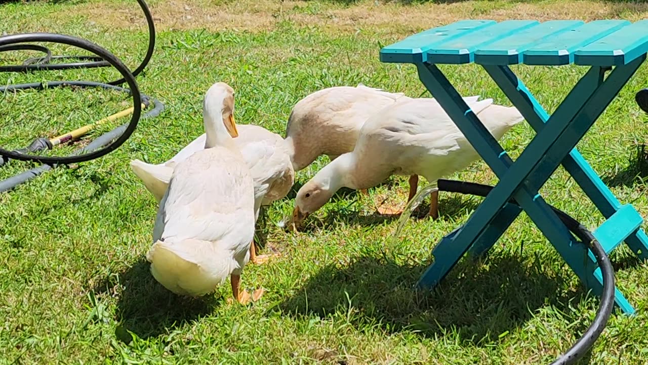 Pool Cleaning Time!