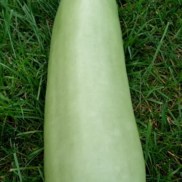 Harvesting Bottle Gourd