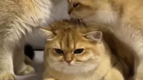 Funny cat videos 😺 Makes me laugh uncontrollably😹 cats have this ability!#19