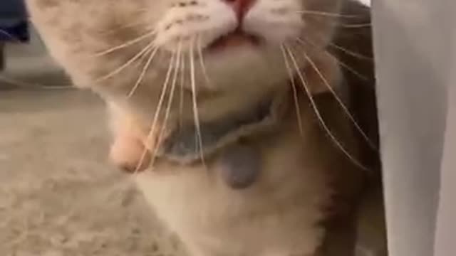 Daily Life My Little Cat #RandomReceh