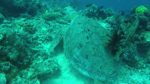 At the depths of the Maratua Sea, divers come face to face with turtles