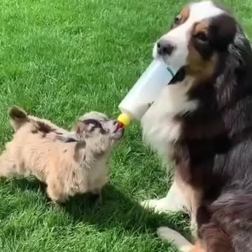 Caring Dog feeding Milk to Baby Goat