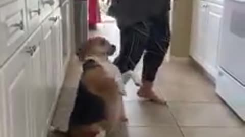 Perrito bailarin Hermoso