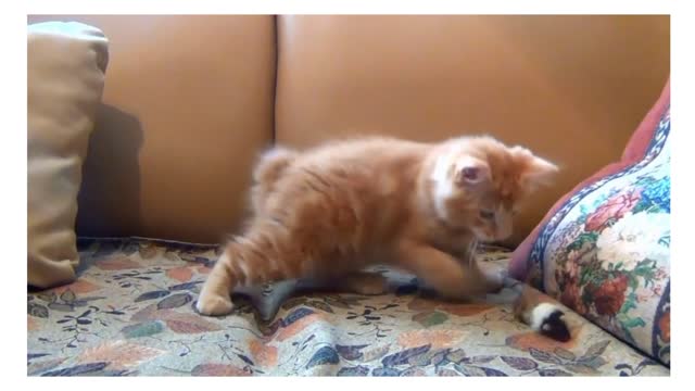 Cute moment😍 - Little kitten playing 🐱 cute baby cat 😽