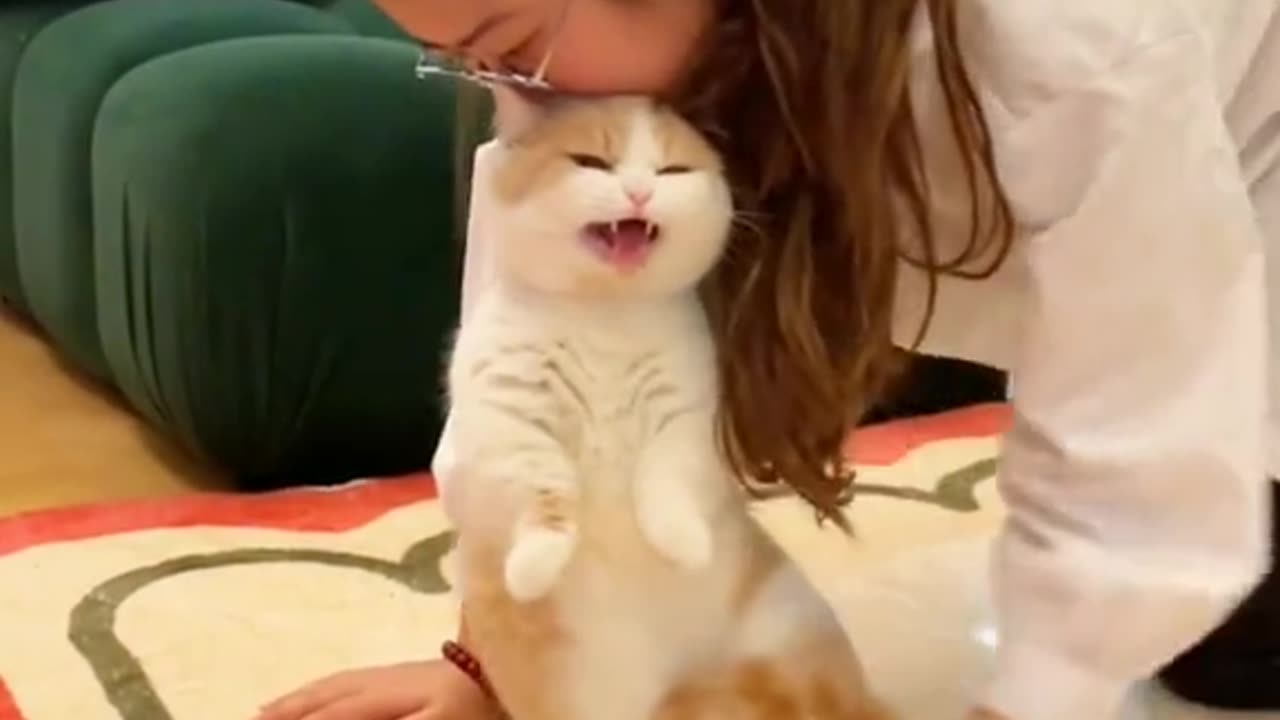 Adorable Feline Frenzy