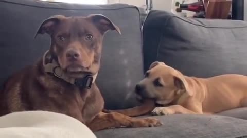 DOG DIDN’T REALIZE THAT THE OTHER DOG WAS CHEWING ON HIS TAIL