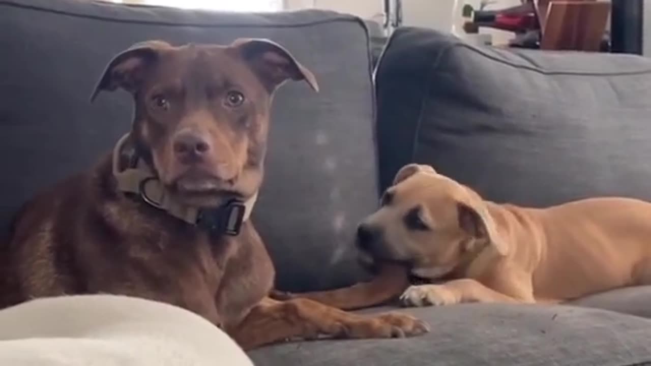 DOG DIDN’T REALIZE THAT THE OTHER DOG WAS CHEWING ON HIS TAIL