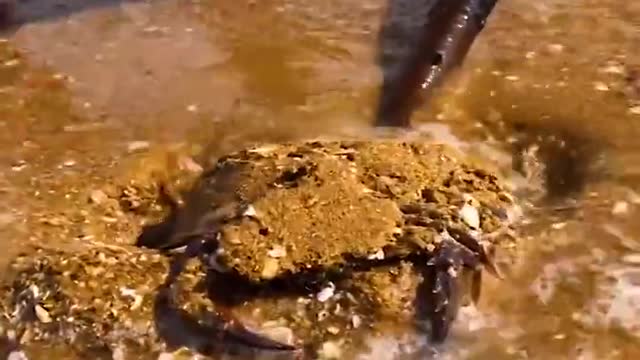 ASMR sea monster Shark Octopus Fishing Crab Lobster Squid Eel Turtle Snake Puffer fish