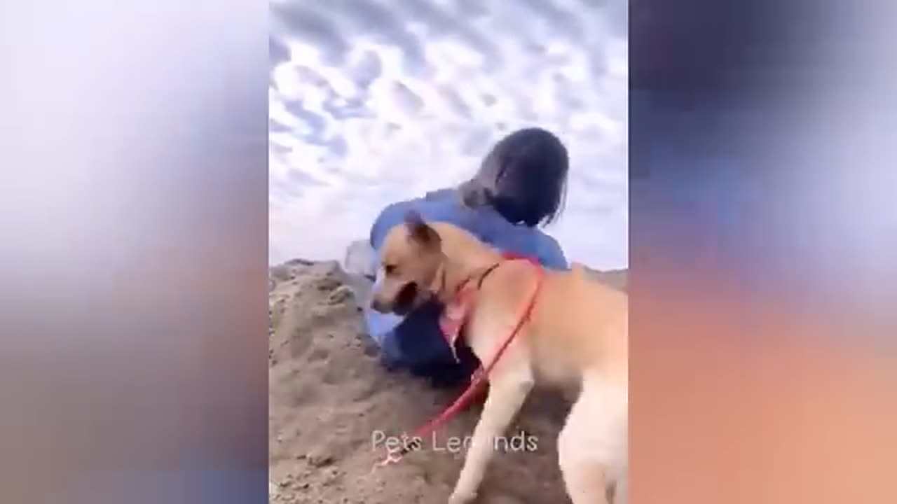 Funniest Cats and Dogs 2024 😂 Part 1 - Follow😻 & Like 🐶
