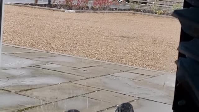 Two Crows Battling a Glass Door