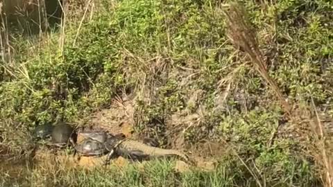 Alligator tanning with turtles in our canal