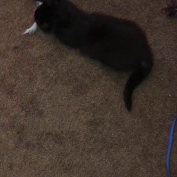 My adorable kitten playing
