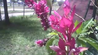 Lindas flores rosas no museu de ciências, há carros na avenida [Nature & Animals]