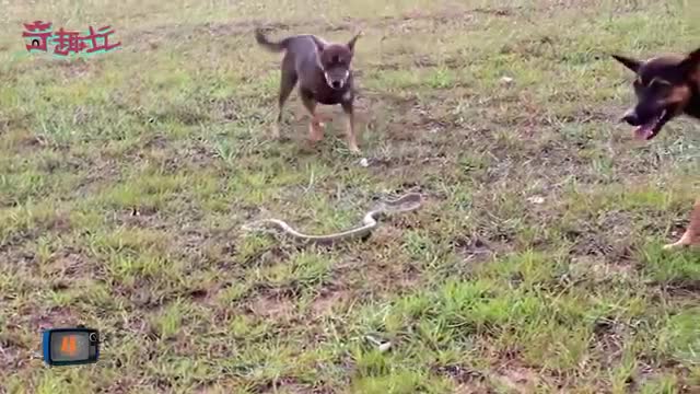 Dogs vs. Cobras