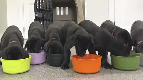 Puppy, Puppy & Puppies!!! - Gunner Kennels - Gunner Food Bowls