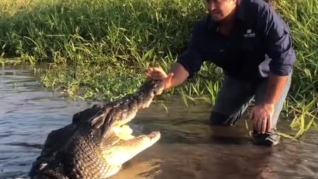 amazing crocodil