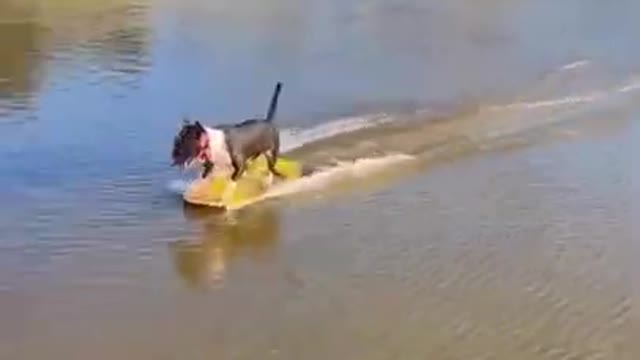 🤣🤣🤣 from tiktok @coco_official11 #shorts