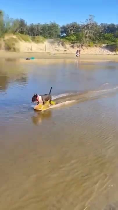 🤣🤣🤣 from tiktok @coco_official11 #shorts