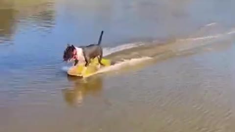 🤣🤣🤣 from tiktok @coco_official11 #shorts