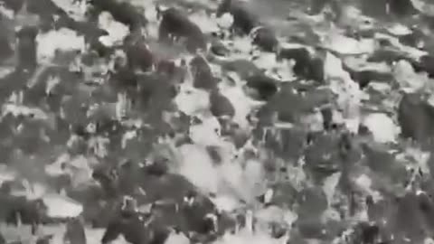 A serviceman of the Russian Armed Forces films the consequences of a meat assault