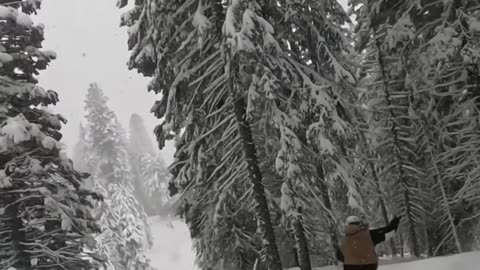 Shredding Bogus Basin