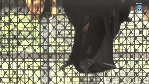 Baby flying-fox in care this is Zildjian