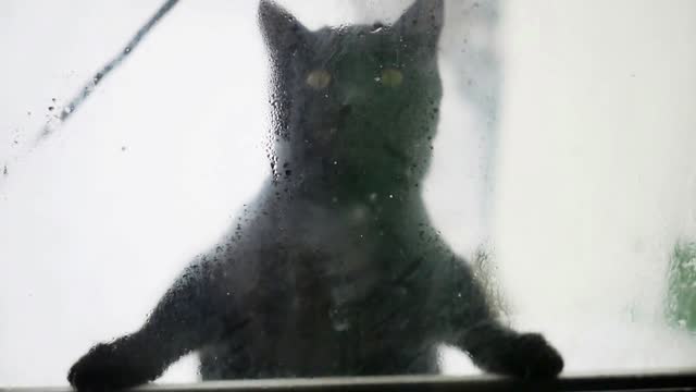 climbing cat at the window